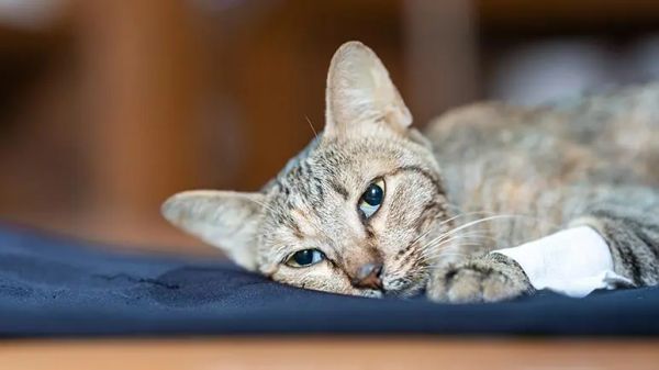 water diabetes in cats