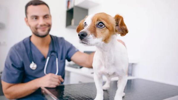 age of spaying neutering