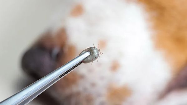 babesiosis