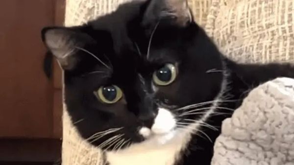 bobblehead cats are the sweetest