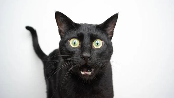 can cats lose their meow