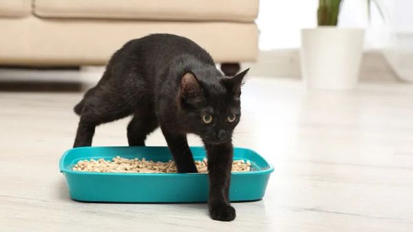 cats pee outside litterbox