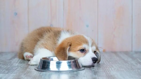 chronic active hepatitis