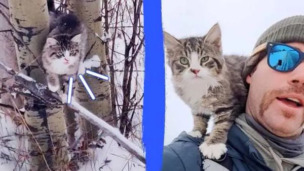 cold lost kitten kind of captured my heart