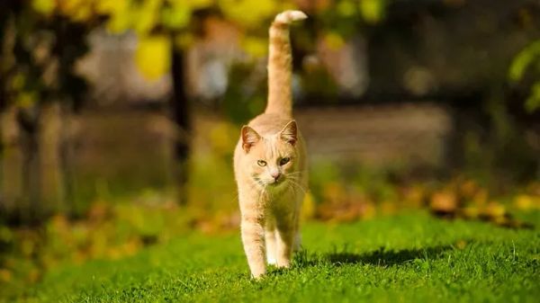 global impact of free ranging cats