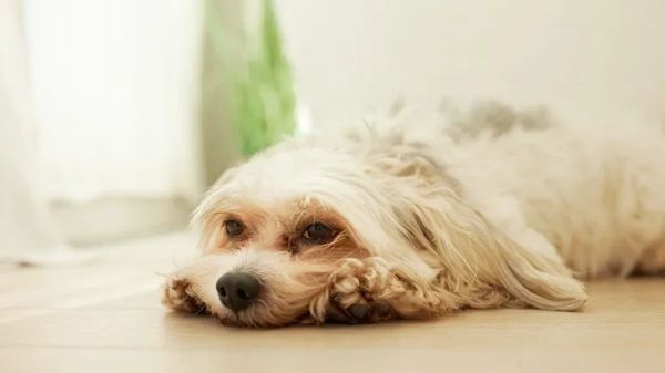 normal abnormal dog panting