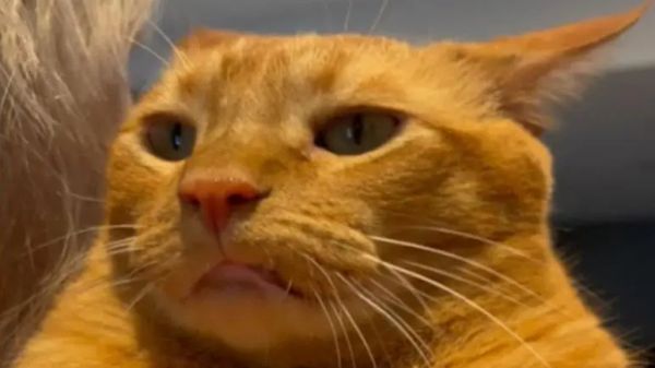 not your typical aloof cat