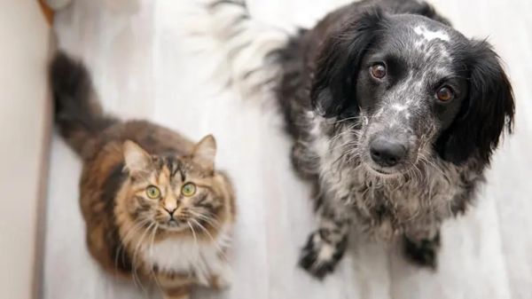 pet treats dos and donts