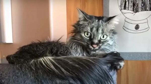 rare recessive gene may explain odd cat bruce