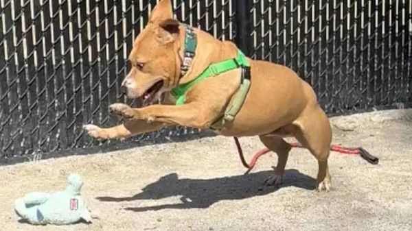 scary shelter dog melts for a toy