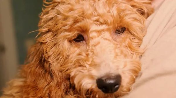 tracheal collapse in dogs