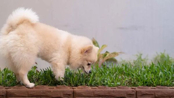 translating dog language