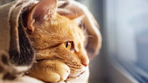 winter woes for felines