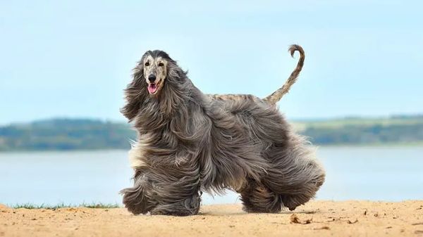 afghan hound