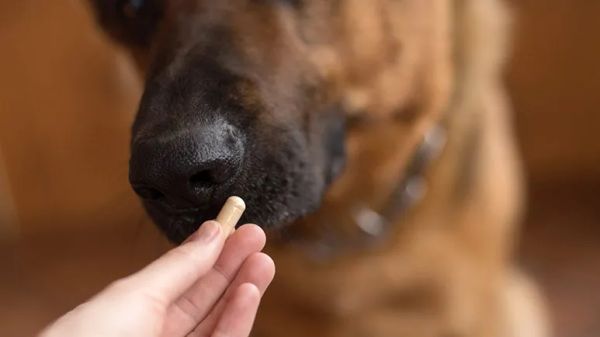 antibiotic use acute canine diarrhea