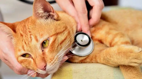 cat taurine deficiency