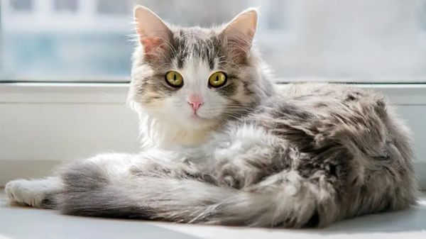 complexities of enigmatic feline family members