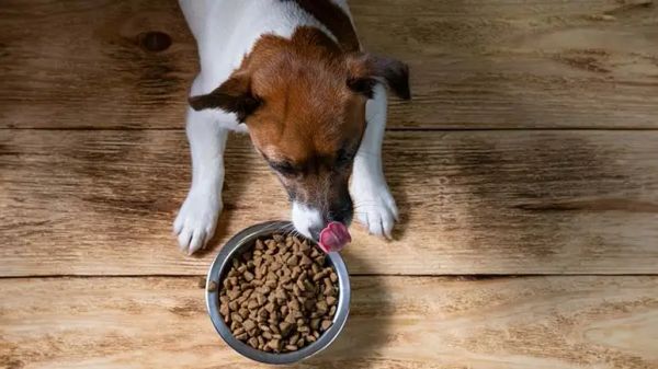 contaminants in dry dog food