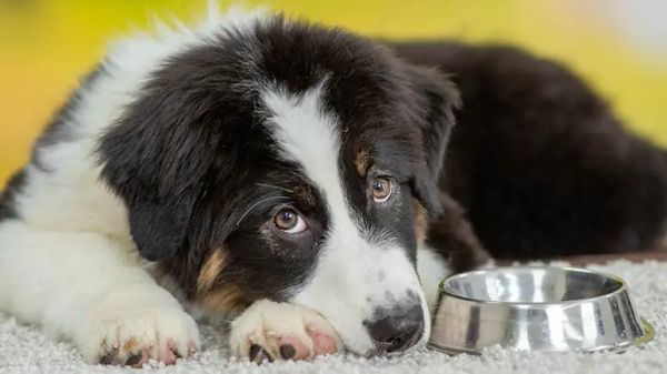 dogs canned food dangers