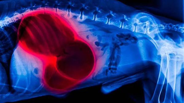 gastric dilatation volvulus surgery