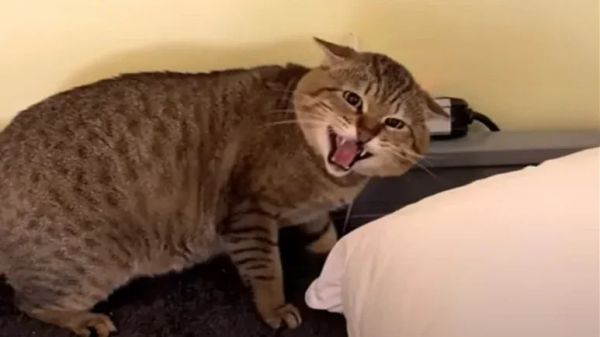 greys ok as long as philly pokey is there