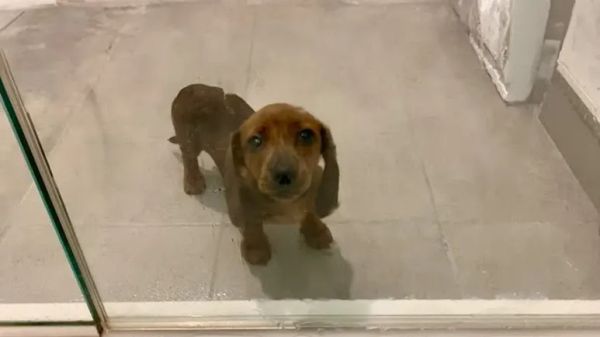 how you know you're living with a mini dachshund