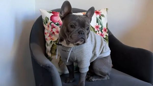 lazy leo becomes salons adorable mascot