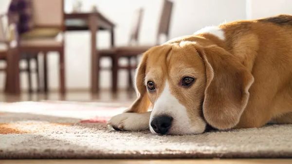 peripheral vestibular disease