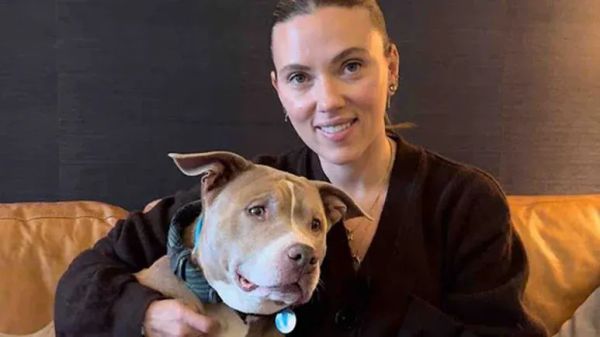 scarlett johanssons dodo dream date with pittie named ocean