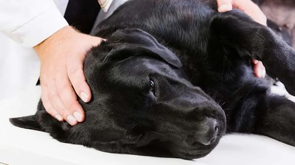 xylitol poisoning dogs