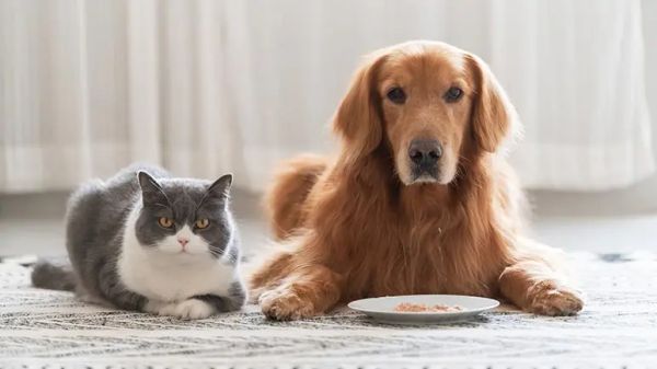 zero tolerance policy for raw petfood