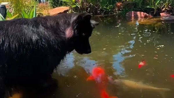 dog obsessed with koi fish nose boops them gently