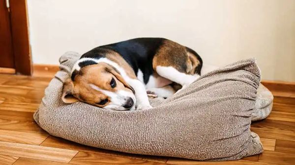 dog sensitive stomach