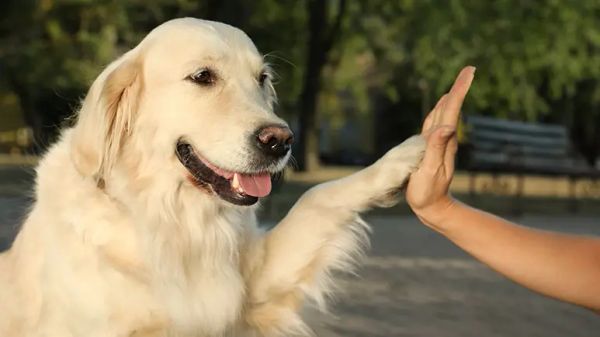 golden retriever facts