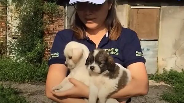 puppy gets humans to follow him for the sweetest reason