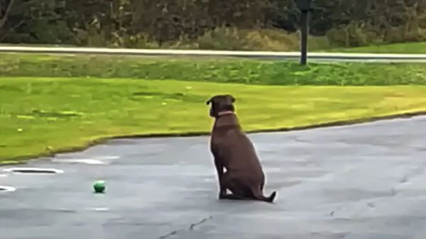 stray dog at a mine adopted by the mine inspector