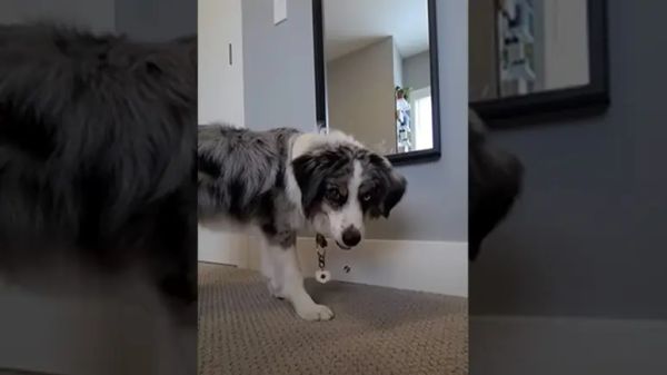 when a door stopper drives your dog crazy