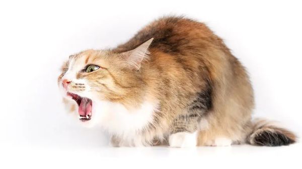 why do cats throw up so much