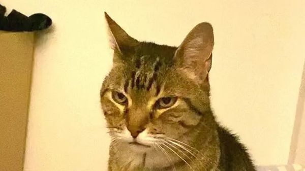 why this cat decided he adored his new bed