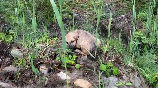 puppy rescue peanut finds a home