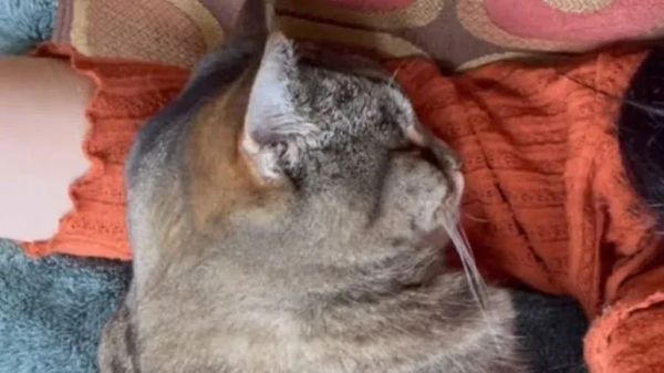 beanie gets a second chance at finding her furever home