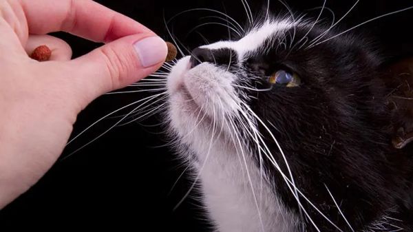 cats choose food they eat