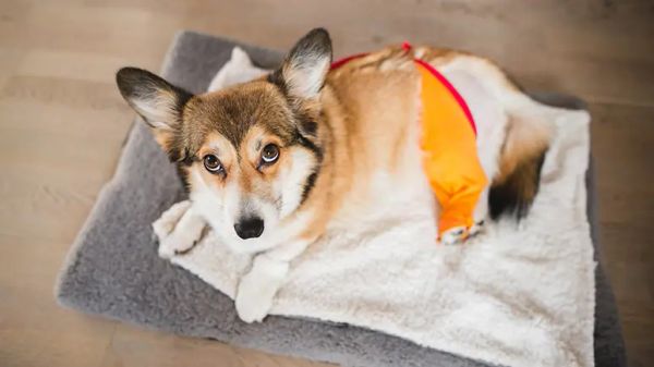 cranial cruciate ligament disease