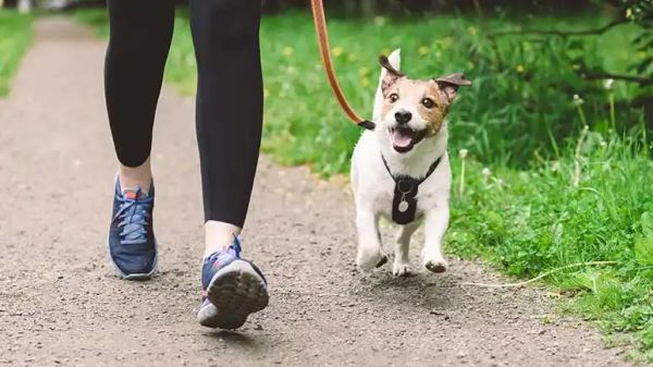 exercising with your dog