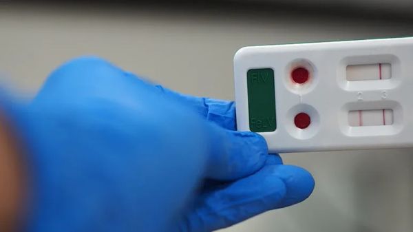 feline leukemia virus