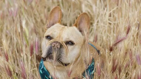 foxtail effects on dogs