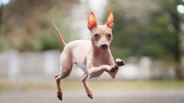 hairless dog breeds