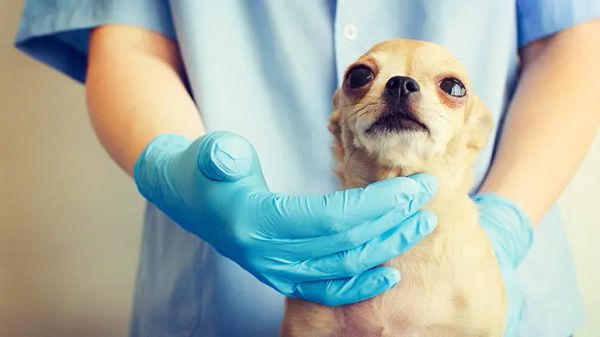 hypothyroidism in dogs
