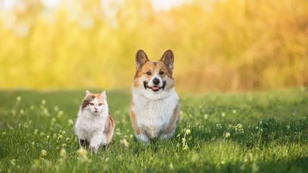 keeping pets pest free