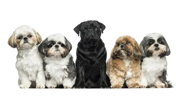 pug shih tzu pet
